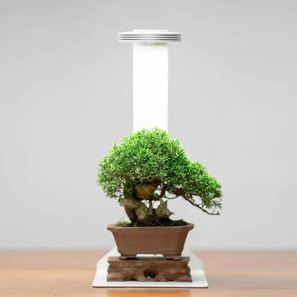 Chihiros Magnetic Light Terrarium Set – DISCONTINUED (FOR DISPLAY ONLY)