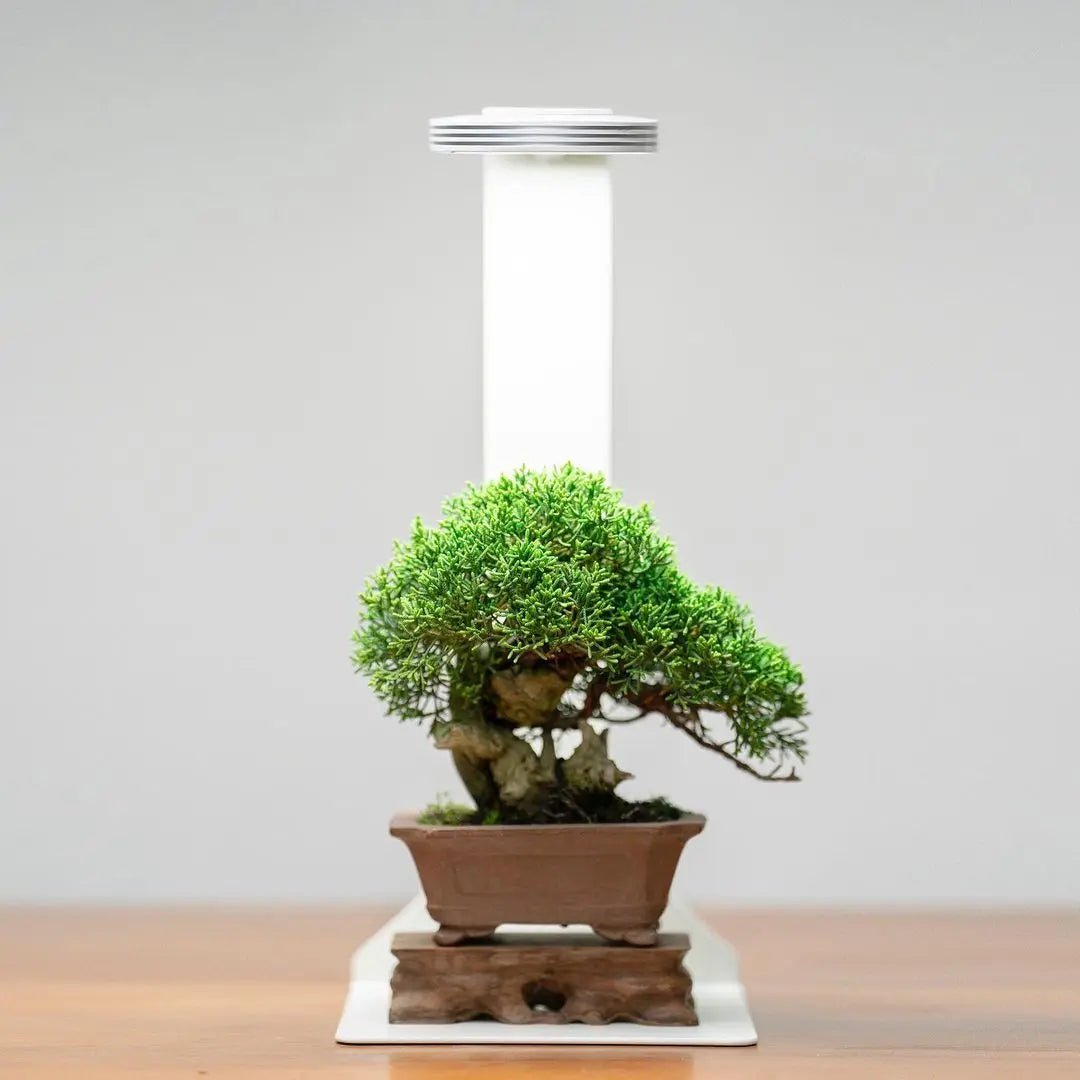 Chihiros Magnetic Light Terrarium Set – DISCONTINUED (FOR DISPLAY ONLY)