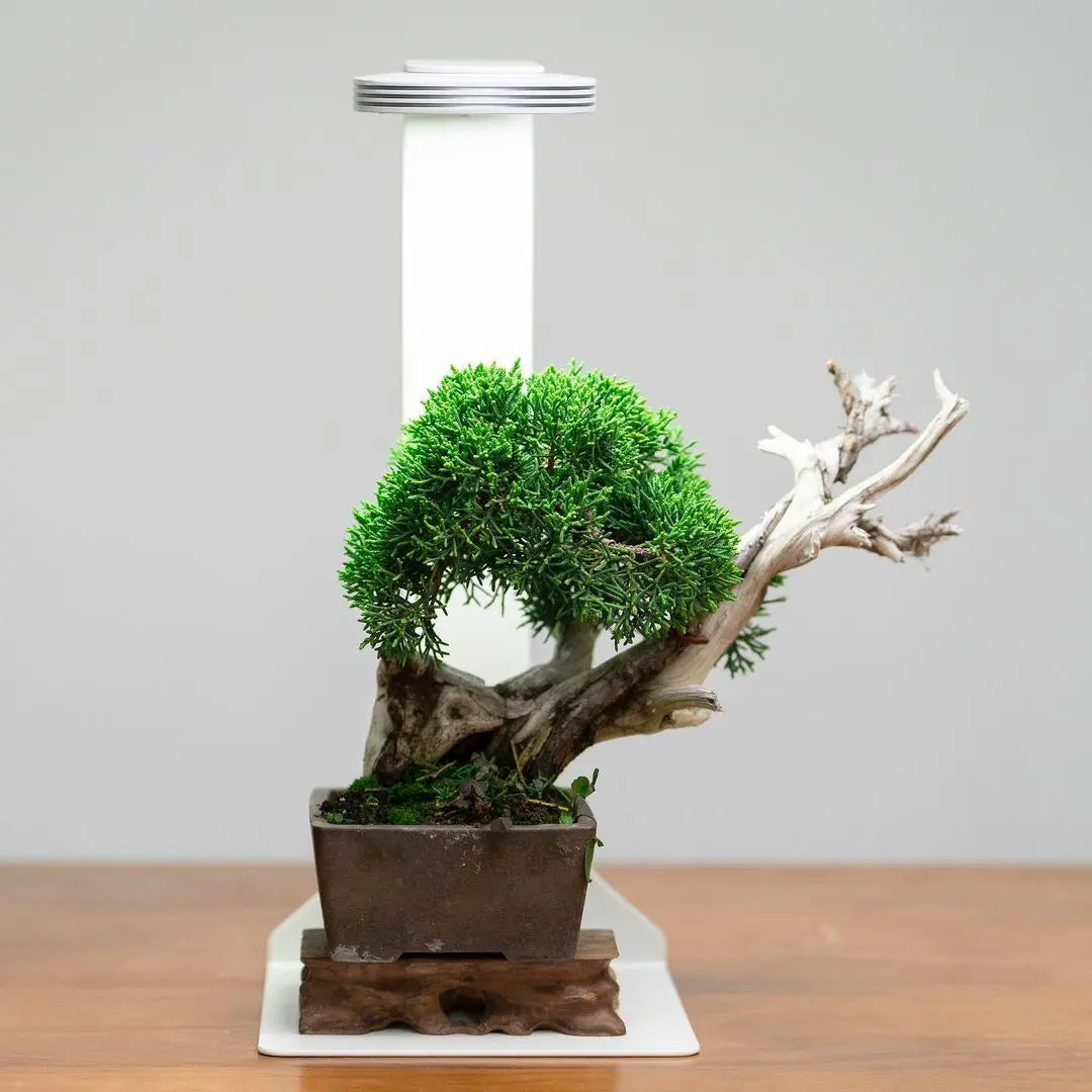 Chihiros Magnetic Light Terrarium Set – DISCONTINUED (FOR DISPLAY ONLY)