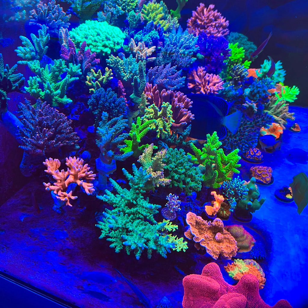 Chihiros Saltwater Nova 1 LED Light